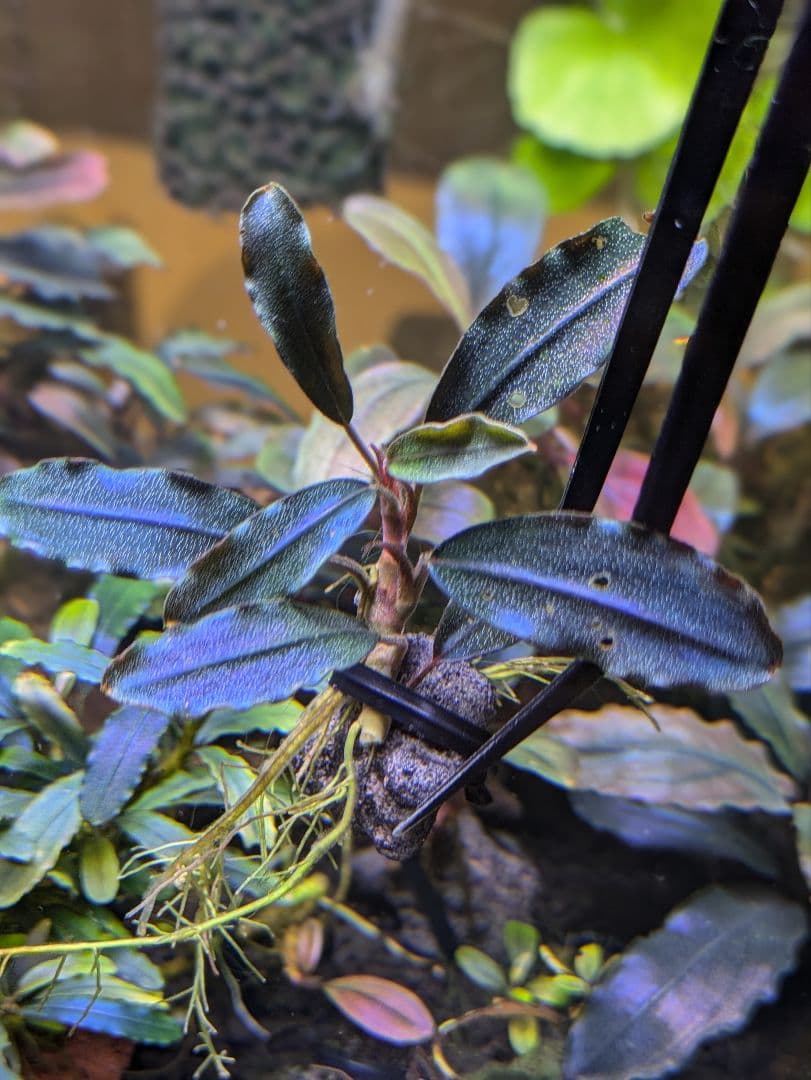 ブセファランドラsp.ギャラクシーメタリックミッドナイトブルー 完全水中葉