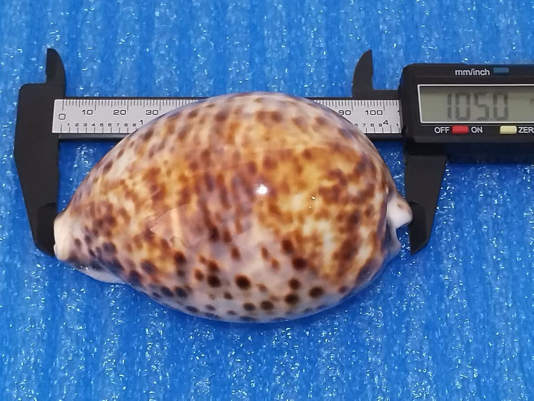 貝殻 105mm ハワイホシダカラ タカラガイ科 ハワイホシダカラ : 貝殻