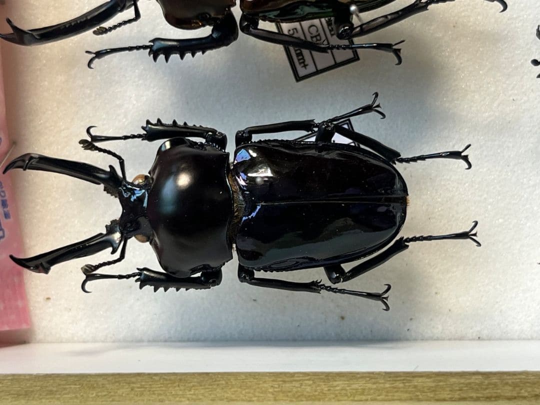 標本】ニジイロクワガタ オウゴンオニクワガタ ピカール血統 ブルー