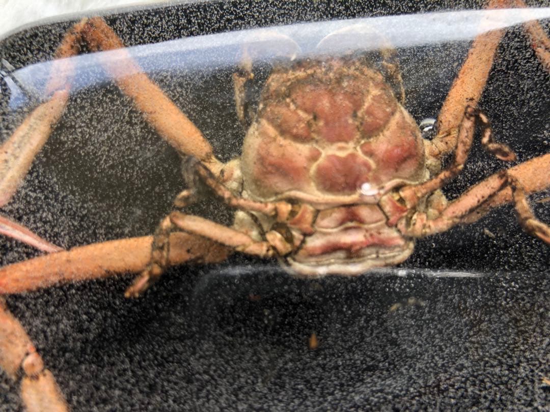 壇ノ浦 平家怨霊人面蟹 サムライガニ - メルカリ