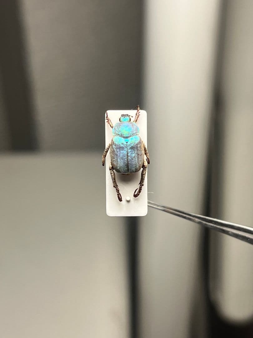 8mm】シンジュアシナガコガネ 標本 ブルースカラベ プラチナコガネ