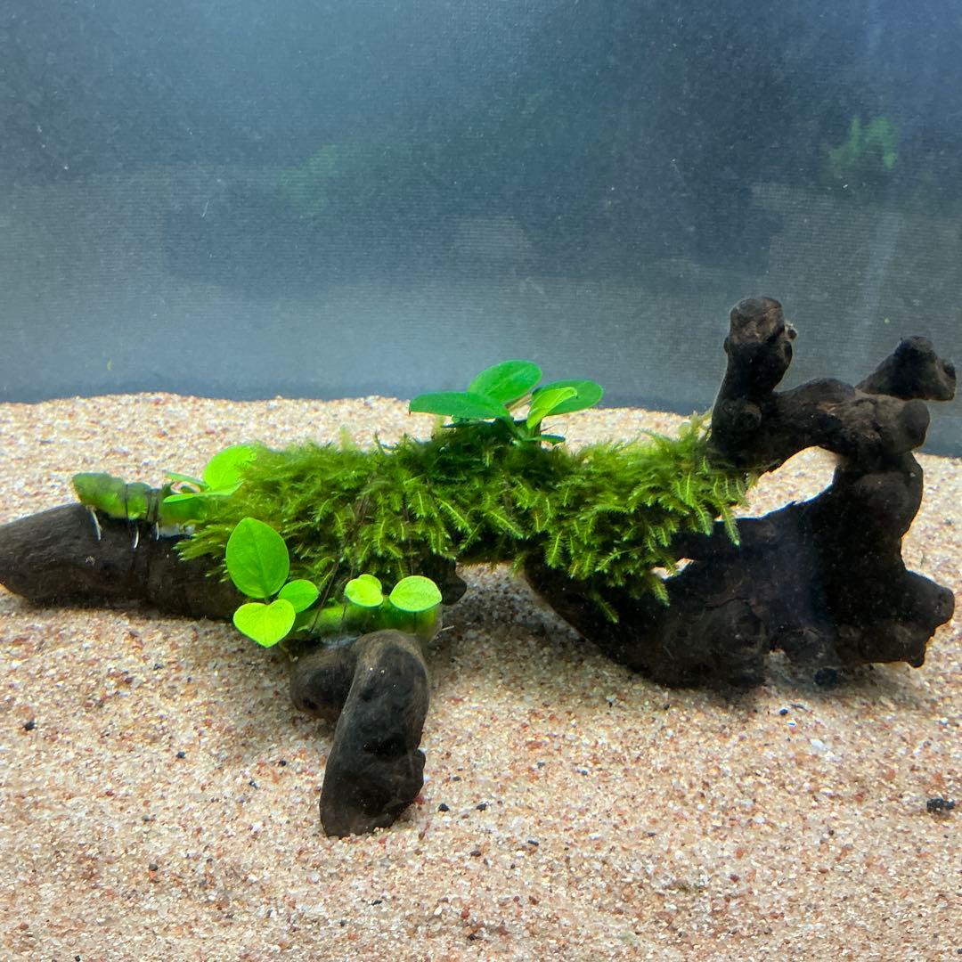 Eagle Desert様 リクエスト 4点 まとめ商品 水草