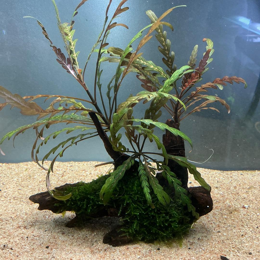 Eagle Desert様 リクエスト 4点 まとめ商品 水草