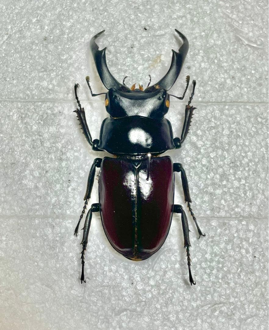 ドンキエルコクワガタ　(赤ドンキ) 70mm標本 ドンキエルコクワガタ (赤ドンキ) 70mm標本