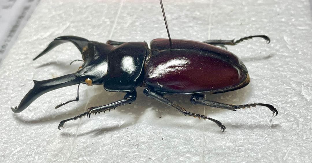 ドンキエルコクワガタ (赤ドンキ) 70mm標本