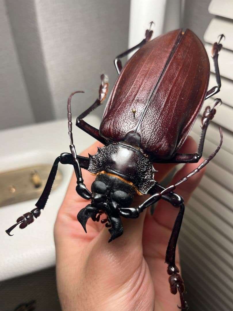 121mm】タイタンオオウスバカミキリ カブトムシクワガタハナムグリ昆虫標本