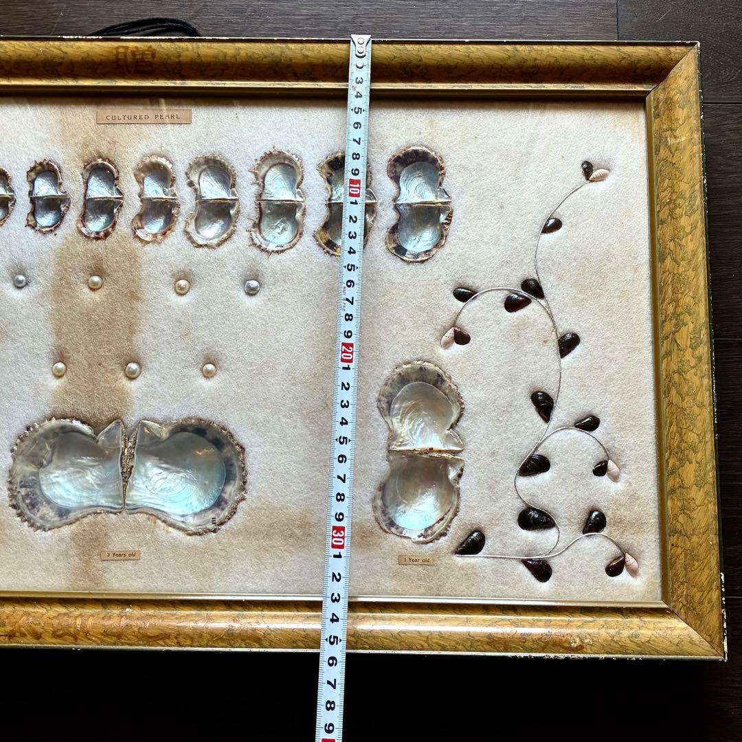 真珠貝 真珠 パール ツインパール 標本 インテリアアンティーク - メルカリ