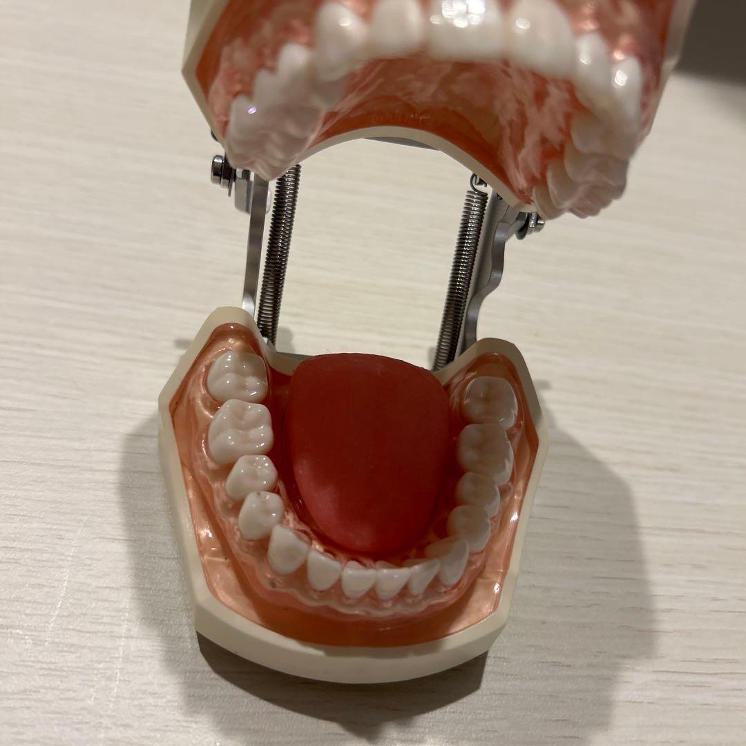 ニッシン 歯科模型 額模型 顎模型 歯科衛生士 NISSIN デンタルモデル