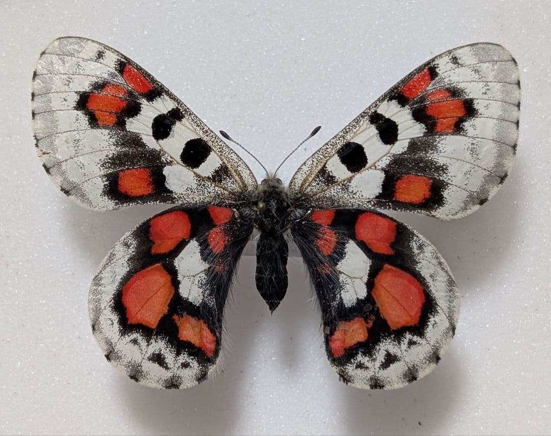 発色良！　パルナシウス ノミオン コイワヤイ　蝶　標本 発色良！ パルナシウス ノミオン コイワヤイ 蝶 標本