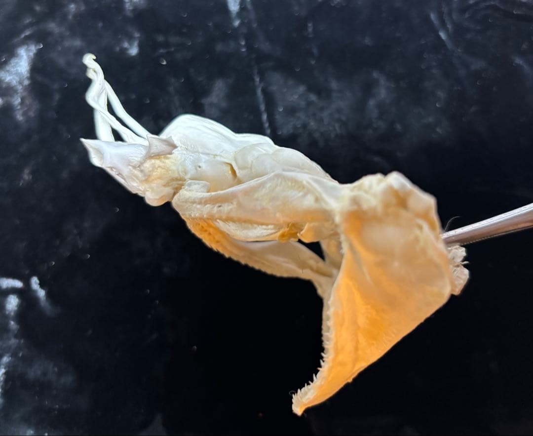 ハナザメ頭骨標本/学術標本やインテリア、理科教材、骨格標本の