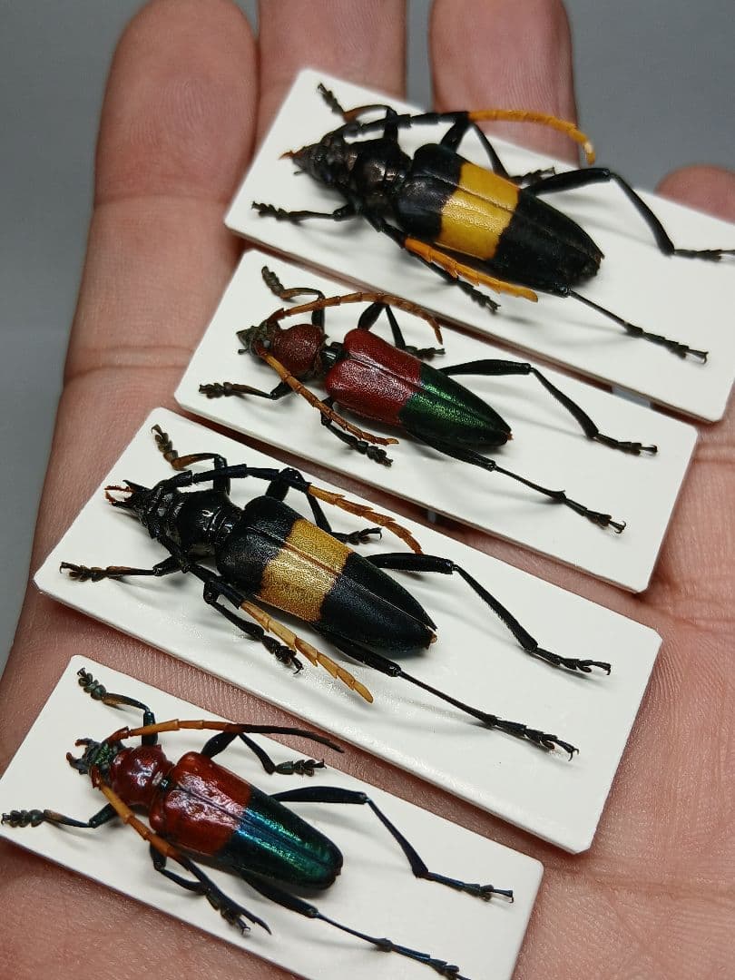 海外産標本｜マレーシア産 カミキリムシ 昆虫標本 - メルカリ