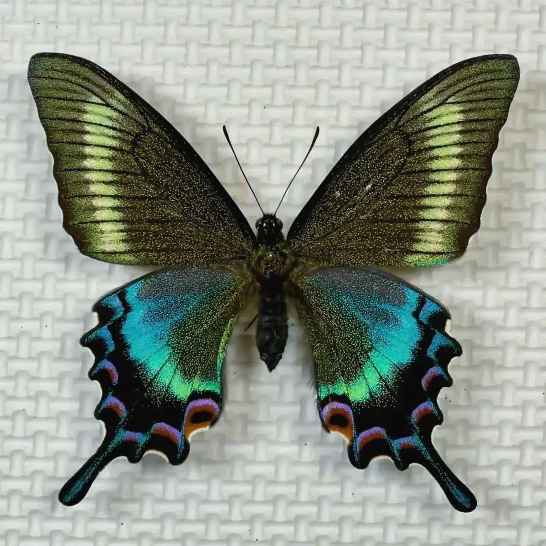 蝶標本 美麗ミヤマカラスアゲハ春型♀北海道産 飼育品 簡易標本箱入り