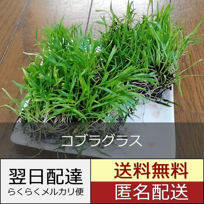 コブラグラス 5cm×5cm 2個 水上葉 - メルカリ