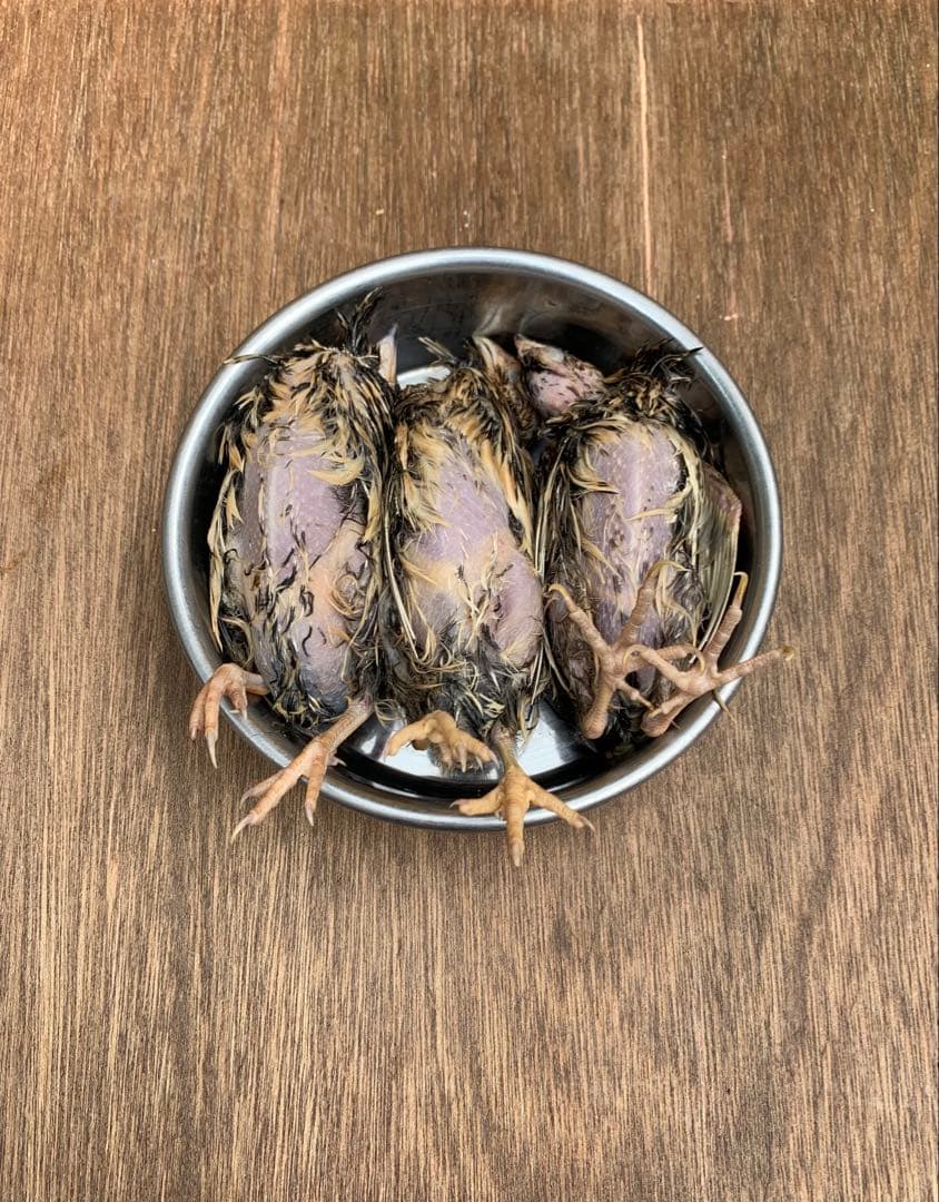 冷凍うずら（85羽）【送料込】